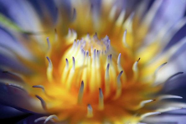 "Water Lily" Prints and Products