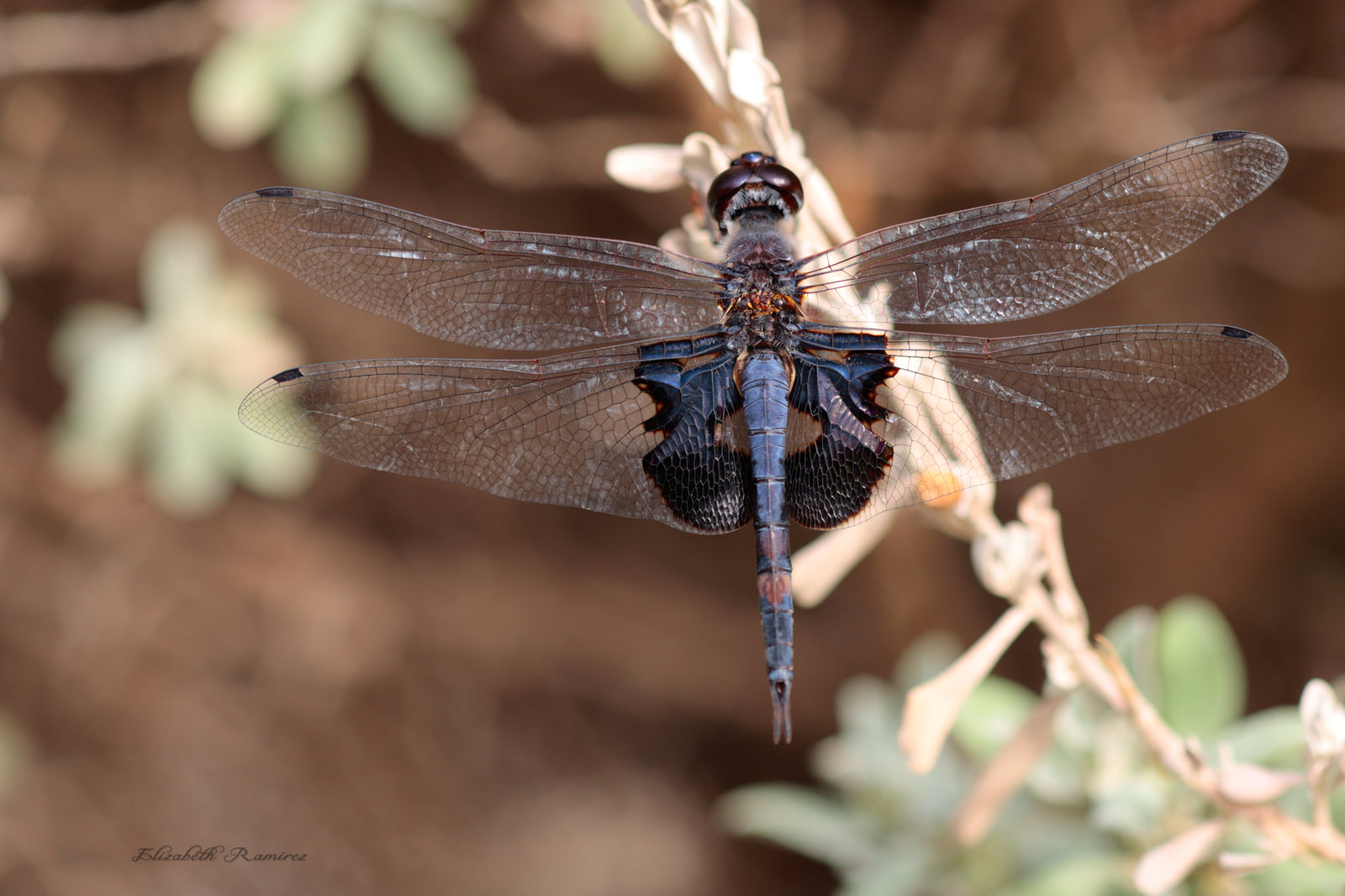 Black Dragonfly
