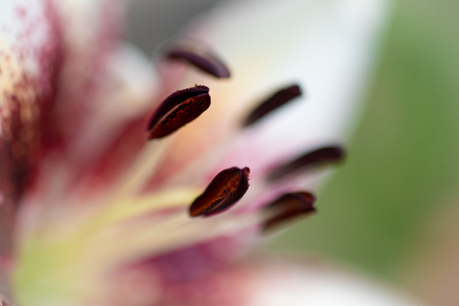 Calla Lily Series Coffee Bean