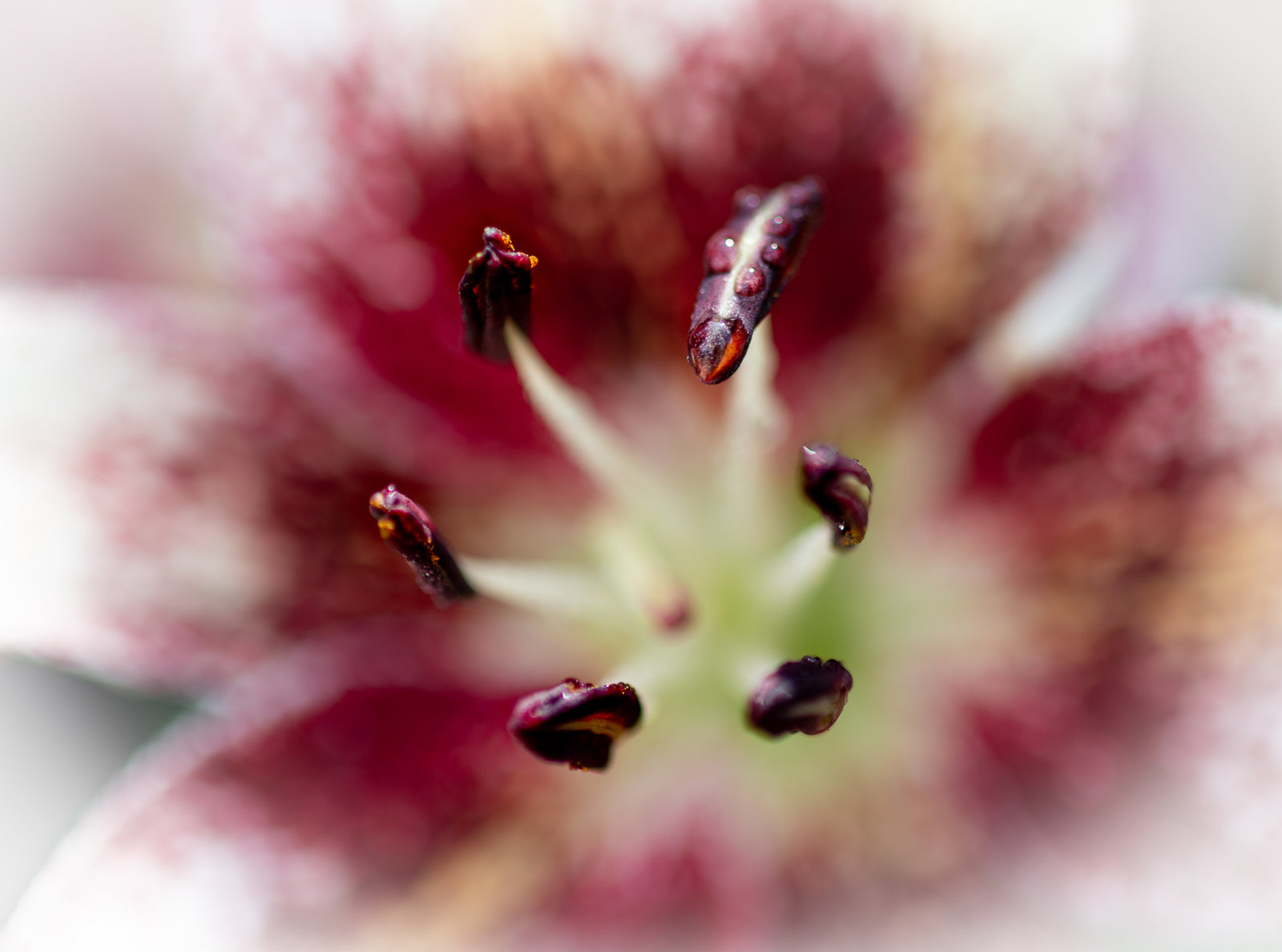 Calla Lily Series Raindrops