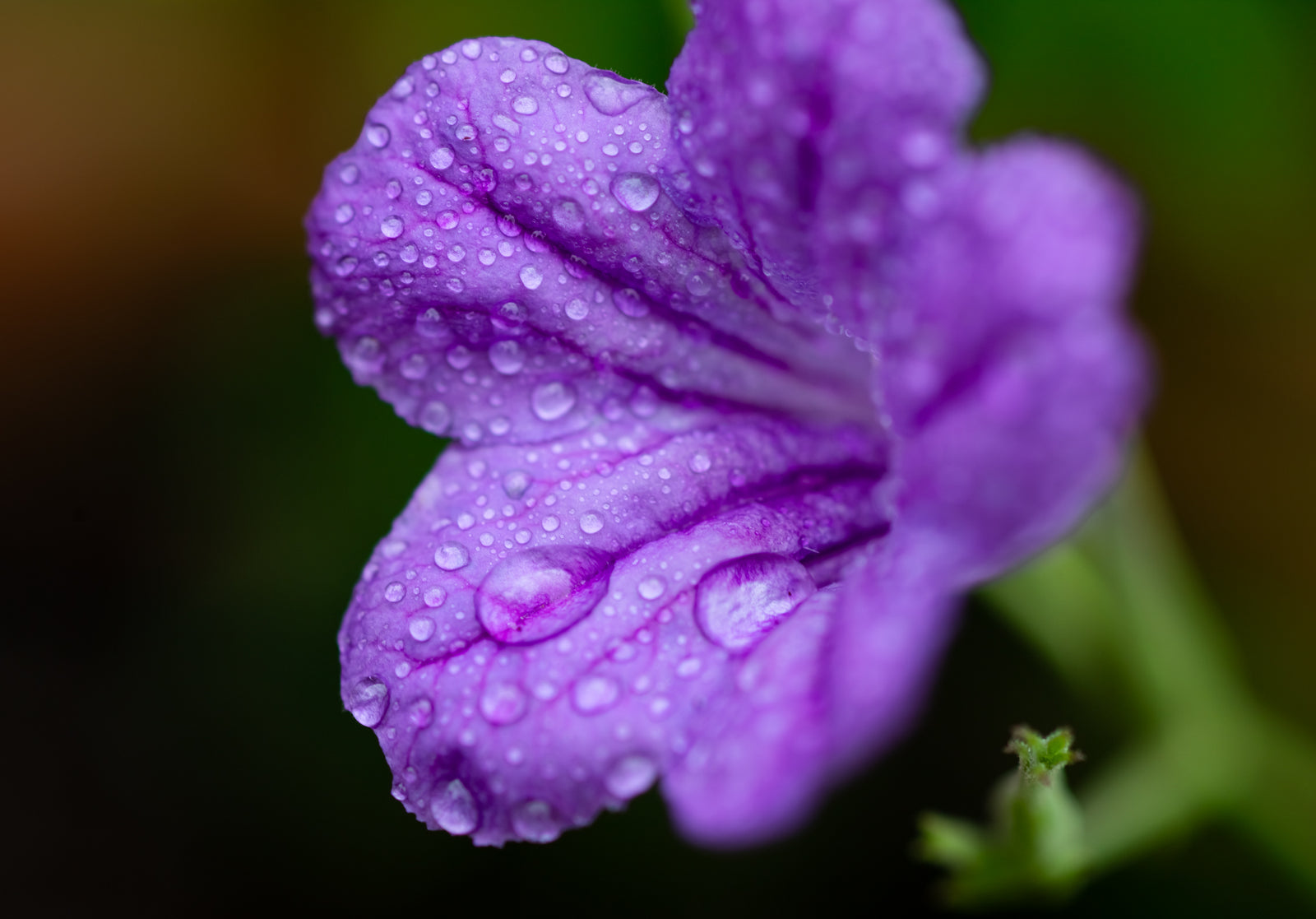 Beautiful Violet Ruellia