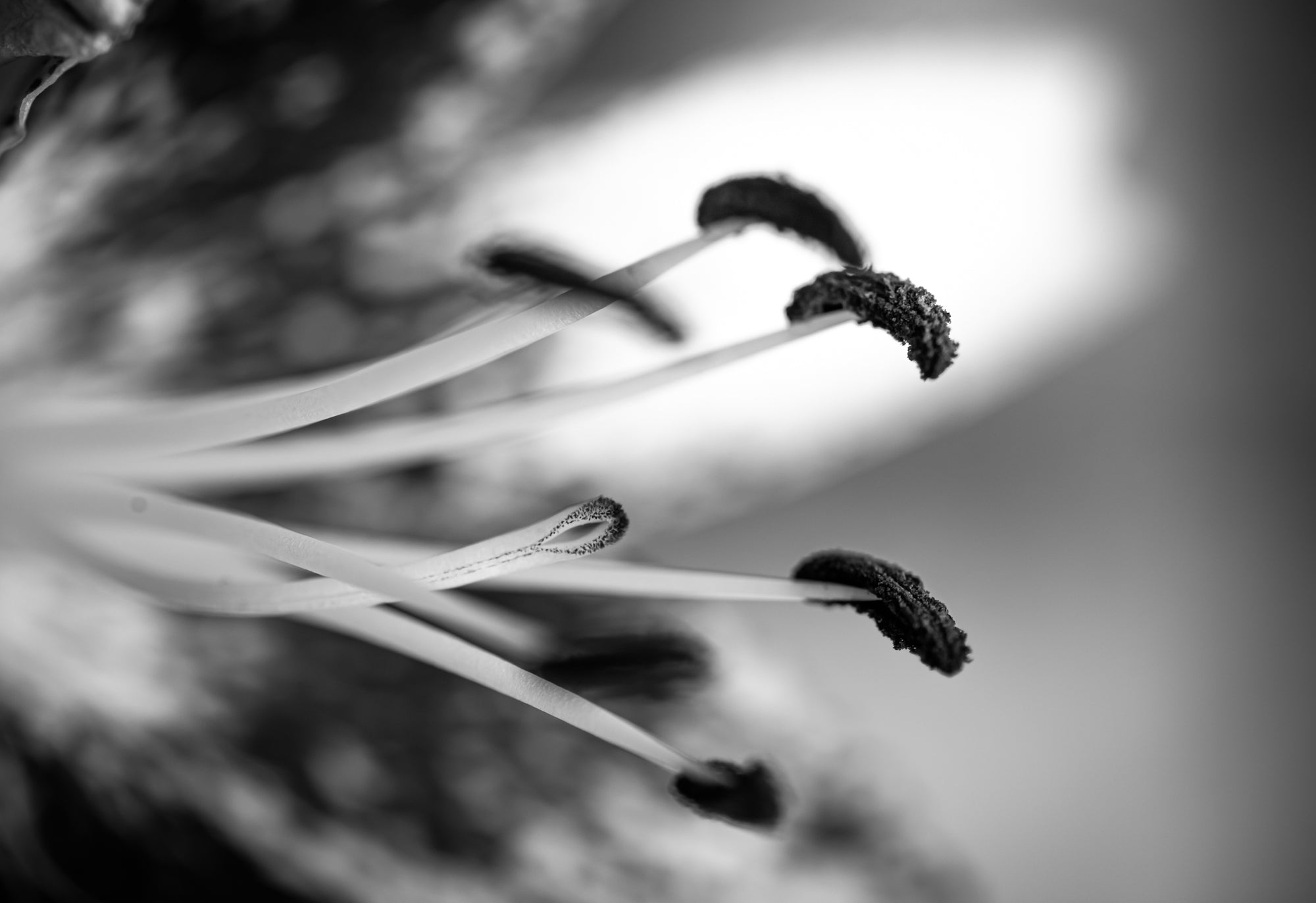 Black and White Calla Lily