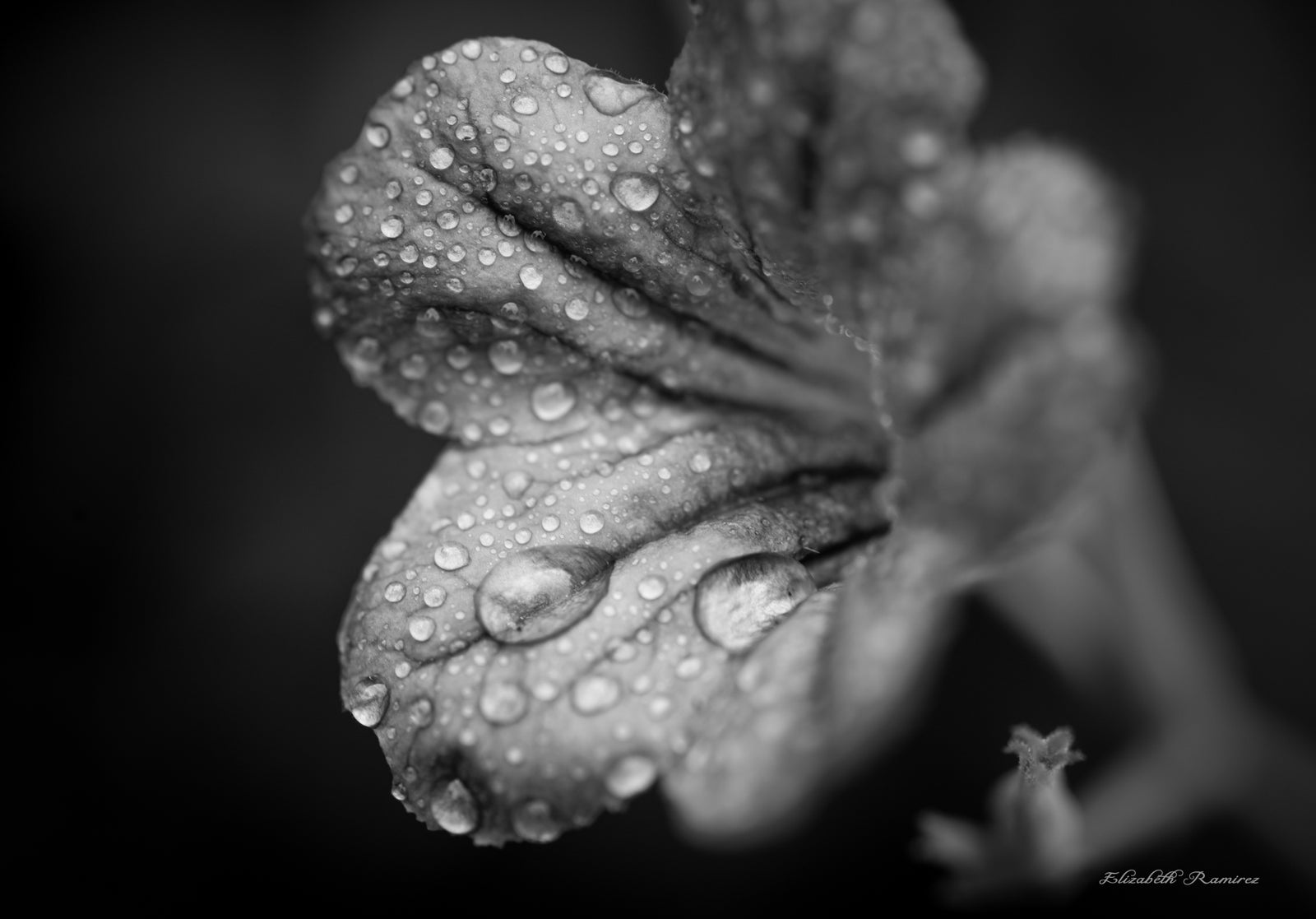 Black and White Wild Flower