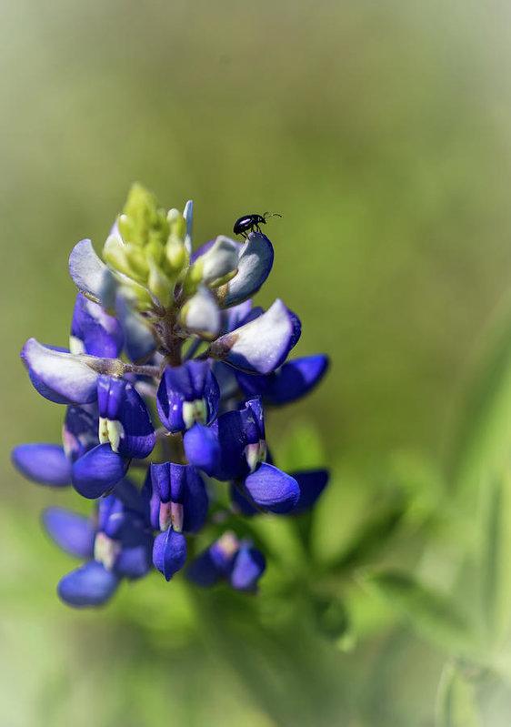 "Bluebonnet and Friend" Prints and Products