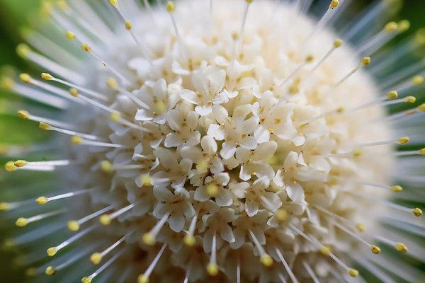 "A Million Little Flowers in a Bloom" Prints and Products