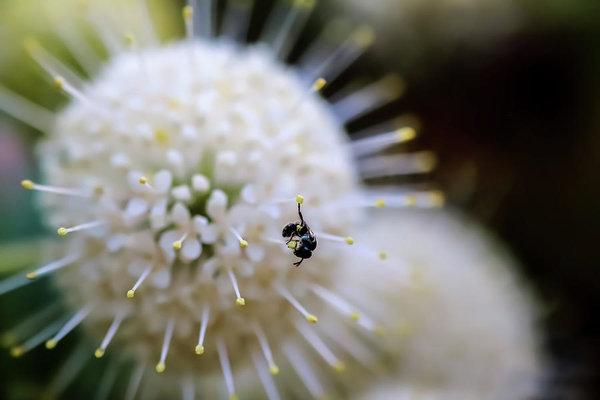 "Baby Bee on a Botton Brush Flower" Prints and Products