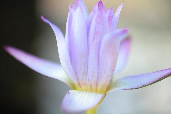 "Beautiful Pond Lily" Prints and Products