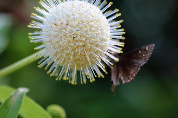 "Caught Mid Flight" Prints and Products