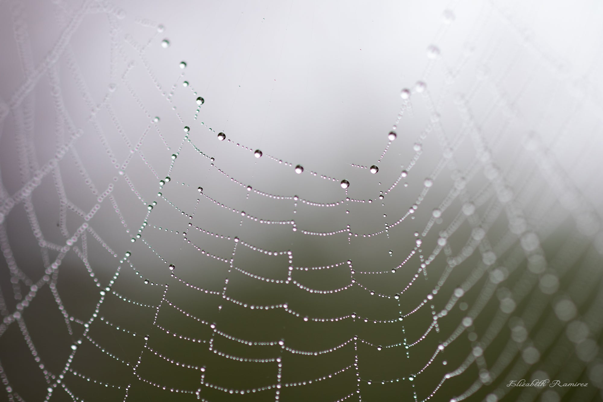 "Dew Drops On a Spiderweb" Prints and Products