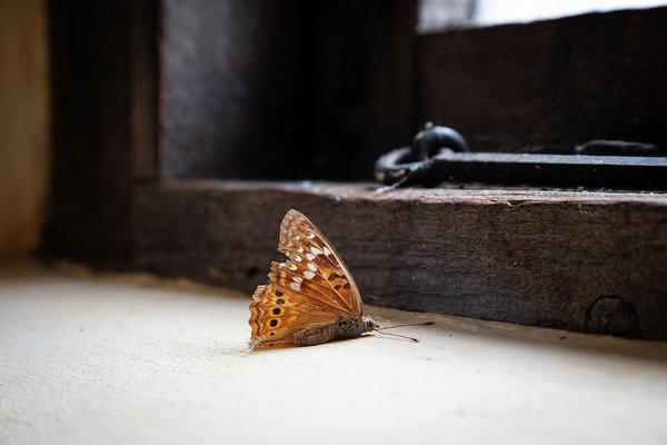 "Dying Butterfly" Prints and Products