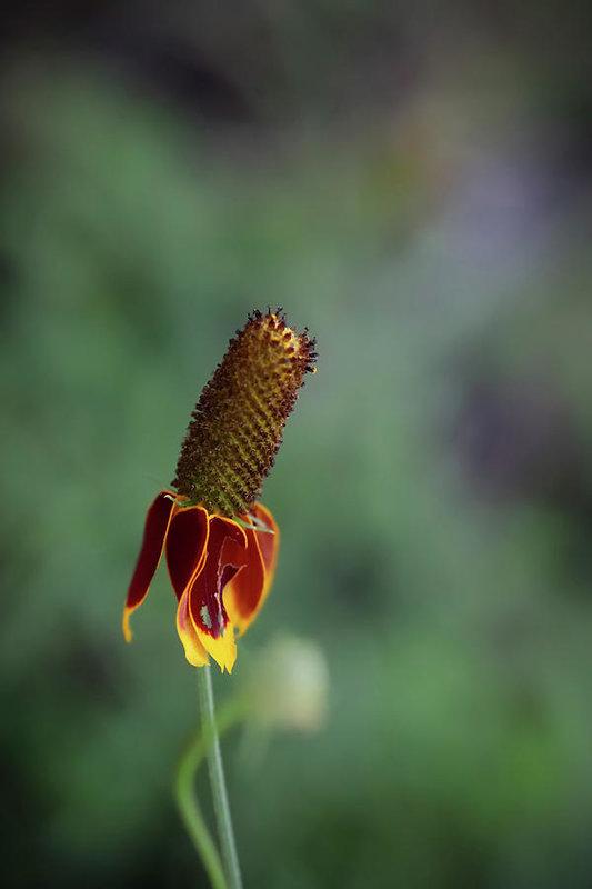 "Fire Flower" Prints and Products