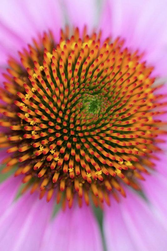 "In the Center of the Flower" Prints and Products