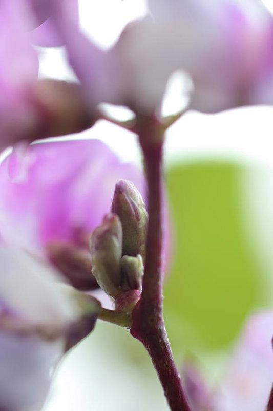 "Pink Blooms" Prints and Products