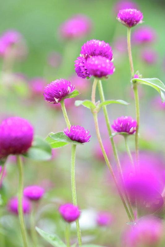 "Purple Little Flowers" Prints and Products