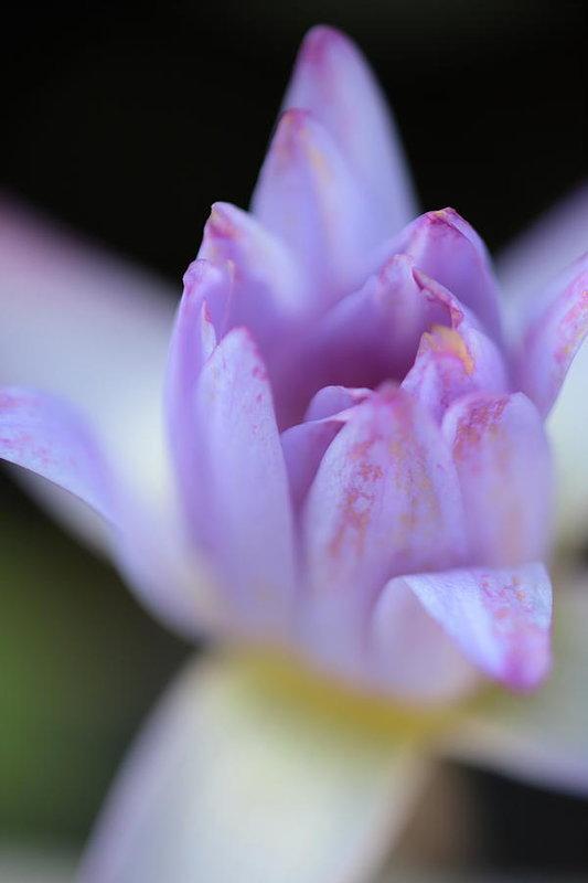 "Purple Water Lily" Prints and Products