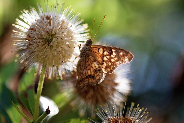 "The Butterfly's Perch" Prints and Products