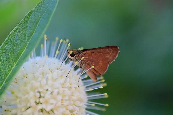 "The Nectar" Prints and Products