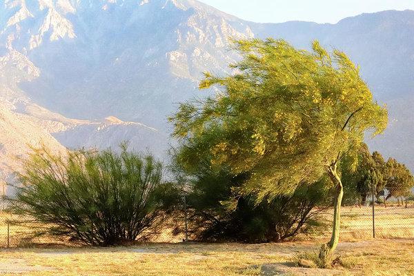 "Windblown California Landscapes" Prints and Products