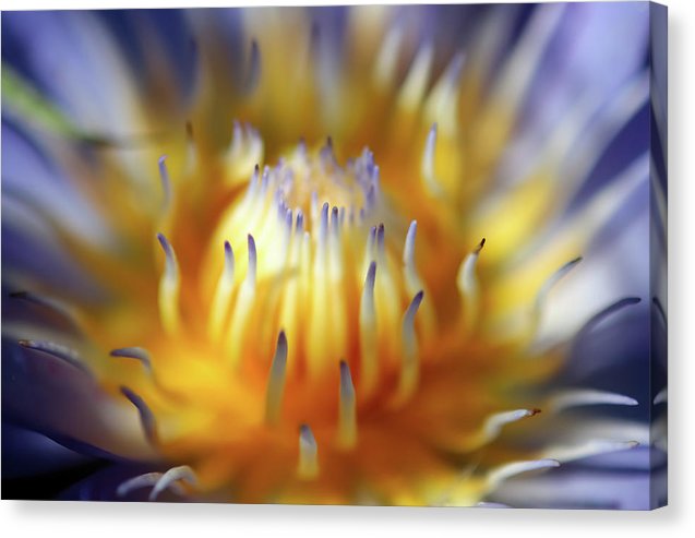 Water Lily - Canvas Print