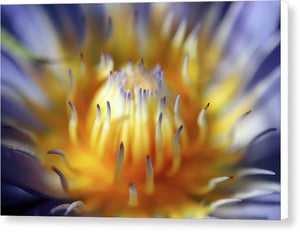 Water Lily - Canvas Print