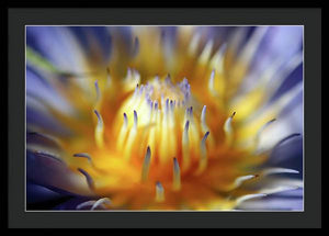 Water Lily - Framed Print