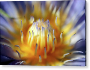 Water Lily - Acrylic Print