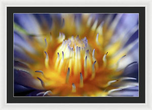 Water Lily - Framed Print
