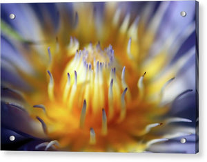 Water Lily - Acrylic Print