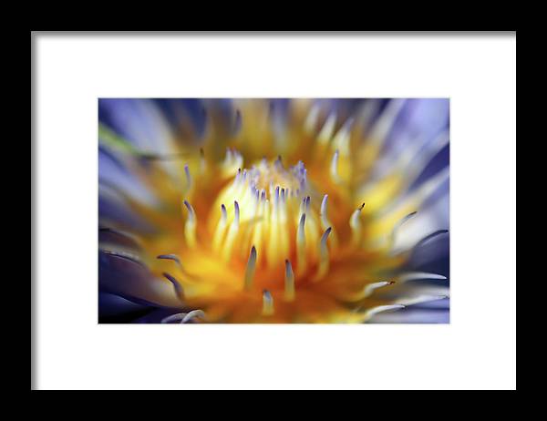 Water Lily - Framed Print