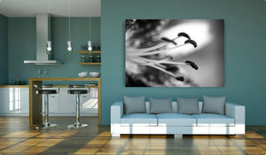 Black and White Lily - Art Print
