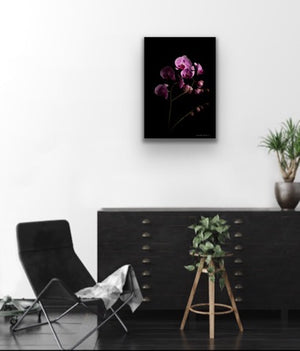 Orchids coming out of the darkness - Acrylic Print