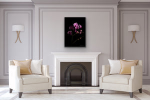 Orchids coming out of the darkness - Art Print