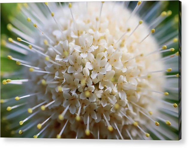 A million little flowers in a bloom - Acrylic Print