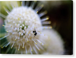 Baby Bee on a Botton Brush Flower - Canvas Print