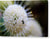 Abeja bebé en una flor de pincel de botones - Lienzo