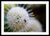 Abeja bebé en una flor de pincel de botones - Impresión enmarcada