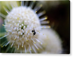 Baby Bee on a Botton Brush Flower - Acrylic Print
