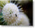 Abeja bebé en una flor de pincel de botones - Lámina metálica