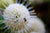 Abeja bebé en una flor de pincel de botones - Lámina artística