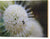 Abeja bebé en una flor de pincel de botones - Impresión en madera