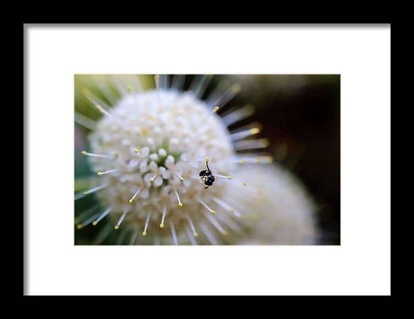 Baby Bee on a Botton Brush Flower - Framed Print