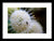 Abeja bebé en una flor de pincel de botones - Impresión enmarcada