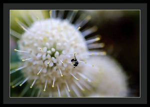 Baby Bee on a Botton Brush Flower - Framed Print