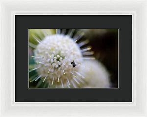Baby Bee on a Botton Brush Flower - Framed Print