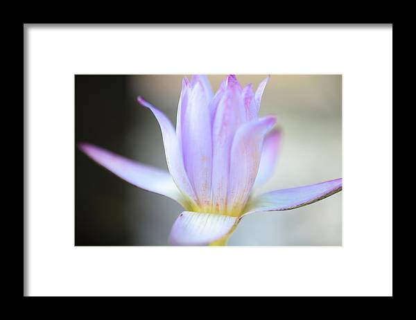 Beautiful pond lily - Framed Print