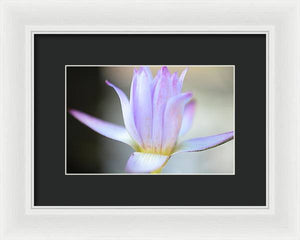 Beautiful pond lily - Framed Print
