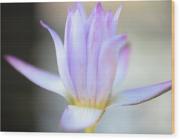 Beautiful pond lily - Wood Print