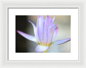 Beautiful pond lily - Framed Print