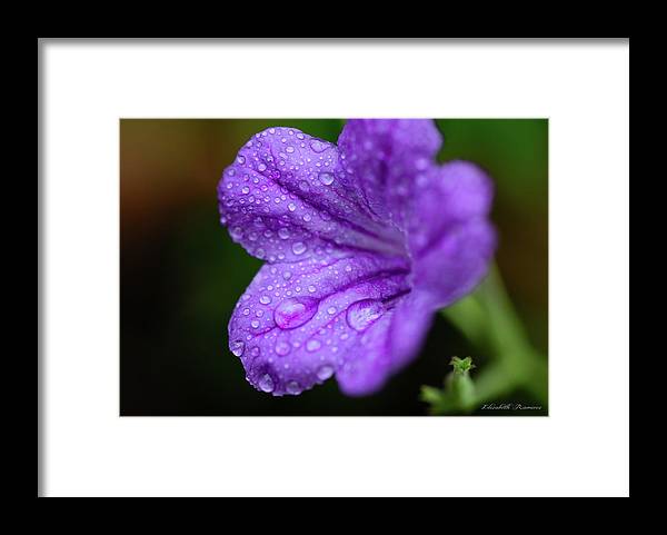 Beautiful Violet Ruellia - Framed Print