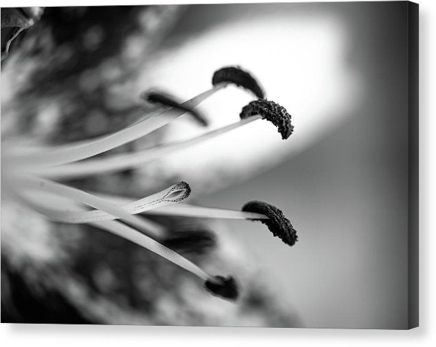 Black and White Lily - Canvas Print